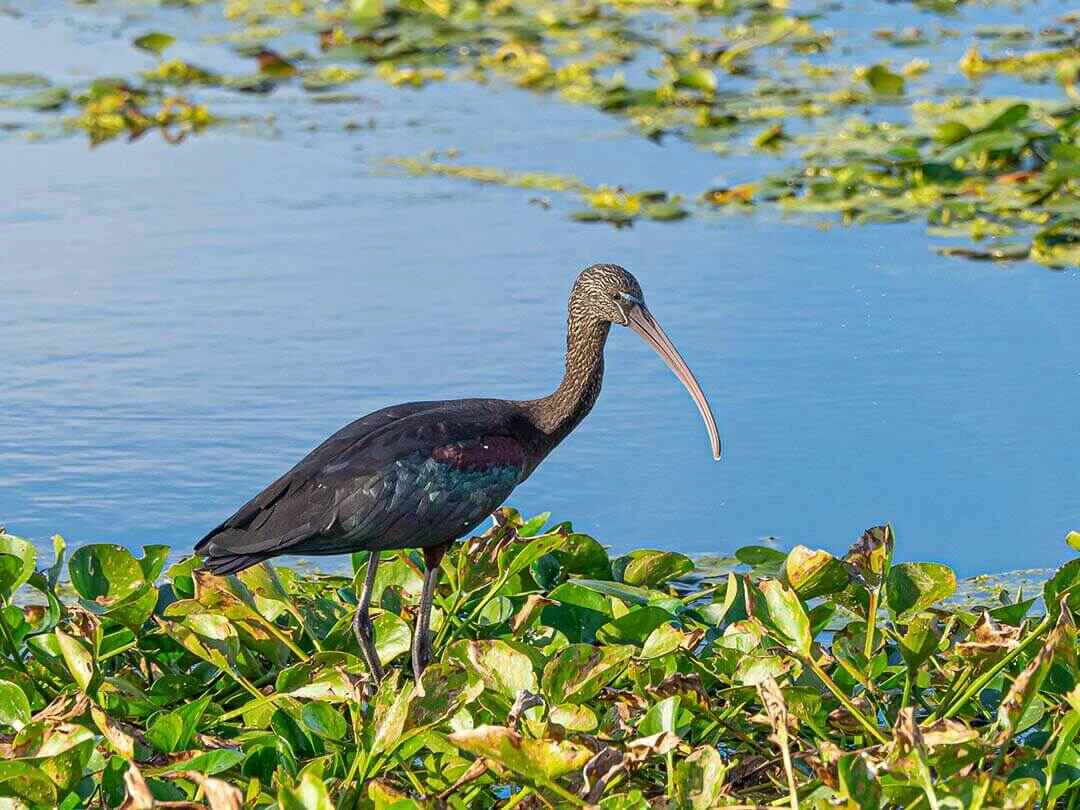 Glossy Ibis Full